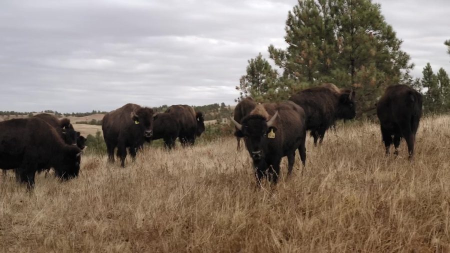Bison graze in tall prairie grass